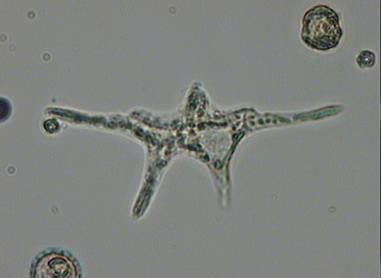 Dictyocha speculum